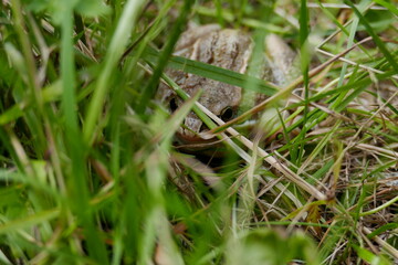 snail on the grass