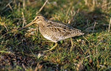 Bécassine des marais,.Gallinago gallinago, Common Snipe