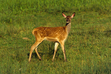 Cerf élaphe, Faon, cervus elaphus