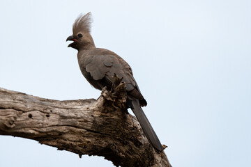 Coliou rayé,.Colius striatus, Speckled Mousebird