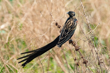 Euplecte à longue queue,.Euplectes progne, Long tailed Widowbird, Afrique du Sud