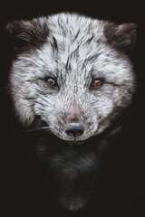 The head of a blue Arctic Fox on a black background. Portrait of a rare polar fur-bearing animal