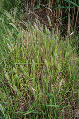 Pennisetum alopecuroïdes Japonicum, Herbe aux écouvillons , graminée
