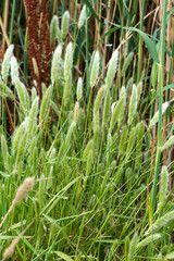 Pennisetum alopecuroïdes Japonicum, Herbe aux écouvillons , graminée