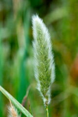 Pennisetum alopecuroïdes Japonicum, Herbe aux écouvillons , graminée