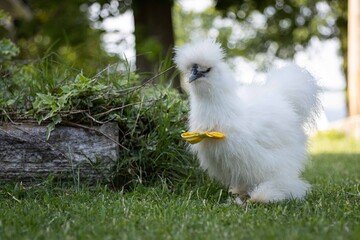 Chicken in bowtie 5