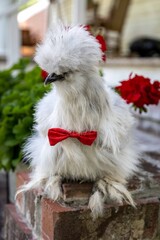 Chicken in bowtie 2