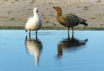 Ouette de Magellan, oie de Magellan, femelle, mâle,.Chloephaga picta, Upland Goose, Iles Falkland, Malouines