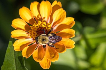 Zinnia and Bee 2