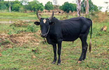 z&eacute;bu, race malgache, Madagascar