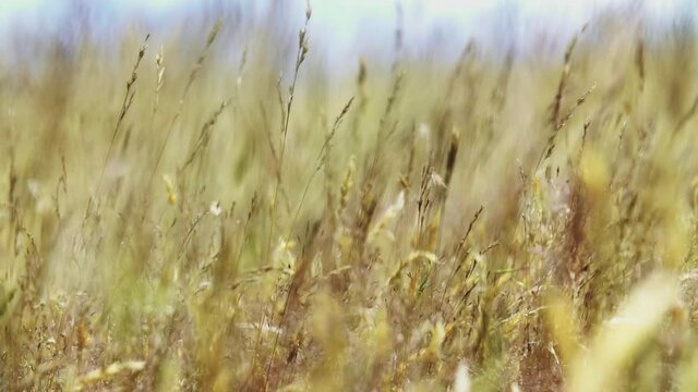shifting focus from far to near to the halms halm stem yellow autumn queenstown wild.mov