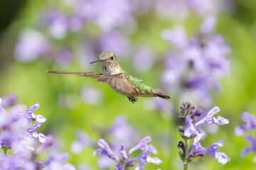 Hummingbird in the wild