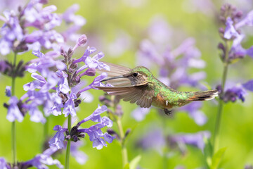 Hummingbird in the wild