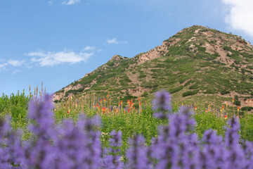 Red Butte Garden