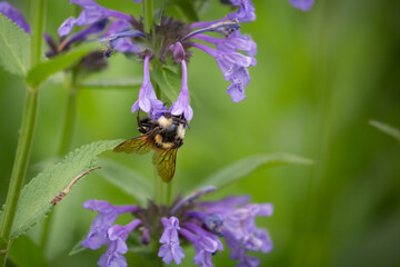 Bumble bee pollinating sage