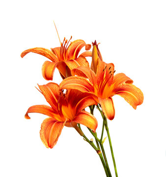 Lily flowers isolated on a white background, closeup. Buds of orange daylily flower, isolate. Spring, a bouquet. Floristics.