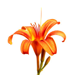 Lily flowers isolated on a white background, closeup. Buds of orange daylily flower, isolate....