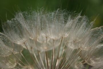 dandelion