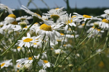 chamomile