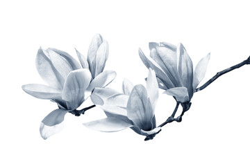 magnolia flowers © Michal