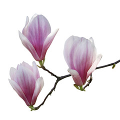 Fototapeta na wymiar magnolia flowers