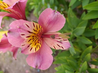 pink and white flower