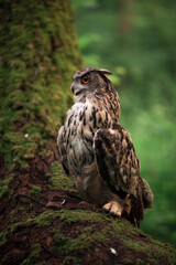 Brown owl on moss tree
