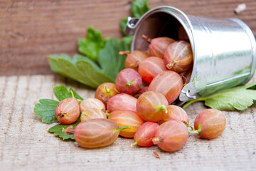 A scattering of ripe gooseberry berries on a wooden table. Berry harvesting concept.