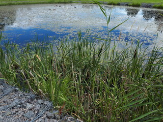 Green marine plants on the water front - Oslo, Fornebu 