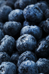 Blueberries close-up in full screen with dew drops.