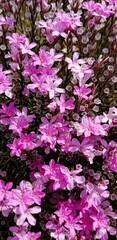 Summer small colored wild flowers