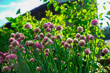 Blooming onion in backlight