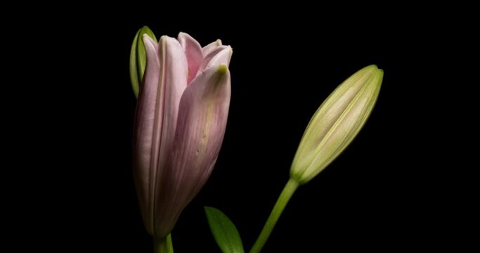 Timelapse of lily flower blooming on black background / Oriental Lily