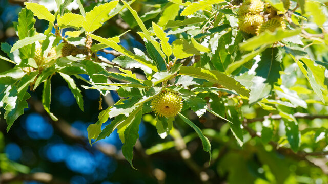 (Quercus cerris) Gros plan sur gland du Ch&ecirc;ne chevelu ou ch&ecirc;ne de Bourgogne. Fruit ovo&iuml;de sur de courts p&eacute;doncules &agrave; cupule &eacute;cailleuse pour moiti&eacute;, recourb&eacute; et tortill&eacute; vert brun teint&eacute;s d'orange