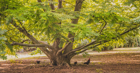 Skrzydłorzech kaukaski (Pterocarya fraxinifolia ) – gatunek drzewa z rodziny orzechowatych. Występuje na Zakaukaziu w Armenii, Azerbejdżanie, Gruzji, Rosji oraz w północnej Turcji i Iranie.  