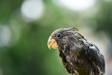 A drenched parrot chick during monsoon rain
