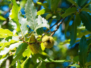 (Quercus cerris) Gros plan sur gland du Chêne chevelu ou chêne de Bourgogne. Fruit ovoïde sur de...