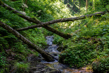 Forest landscape with an idyllic stream in Summer in South Styria, Austria