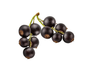 Black currant  isolated on white background with clipping path