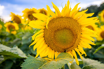 BigSunflower 