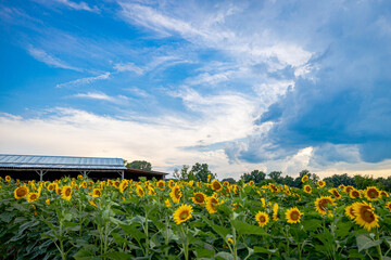 Sunflower Sky 