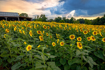 Sunflower Sunset 