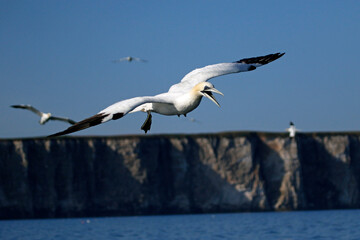 Fototapeta na wymiar Gannets diving for fish in the North sea off the Yorkshire cost