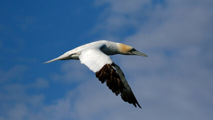 Fototapeta premium Gannets diving for fish in the North sea off the Yorkshire cost