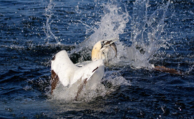 Obraz premium Gannets diving for fish in the North sea off the Yorkshire cost