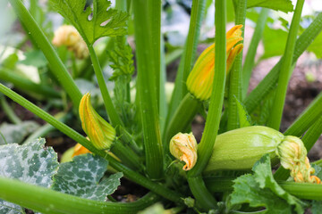 Obraz premium growing blooming zuccini in the garden, cloe up