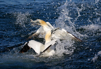 Gannets diving for fish in the North sea off the Yorkshire cost