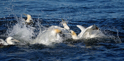 Gannets diving for fish in the North sea off the Yorkshire cost