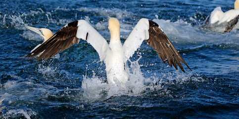 Gannets diving for fish in the North sea off the Yorkshire cost