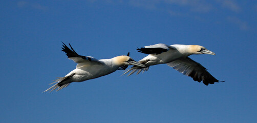Gannets diving for fish in the North sea off the Yorkshire cost